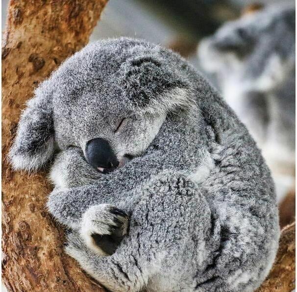 Immagine prodotto Cart Motivo carta koala 13 x 13 cm (1 pz.)