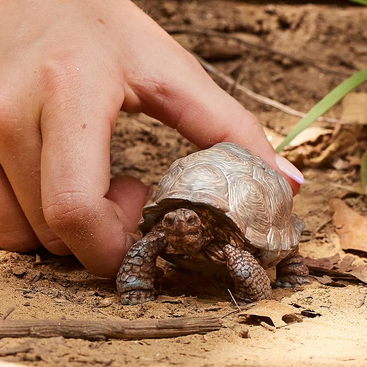 Produktbild Schleich Schleich-Riesen-Schildkröte