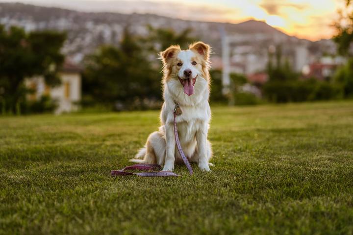 Productafbeelding Tickless ECO Bescherming tegen teken en vlooien voor huisdieren (Hond, 1 ml)