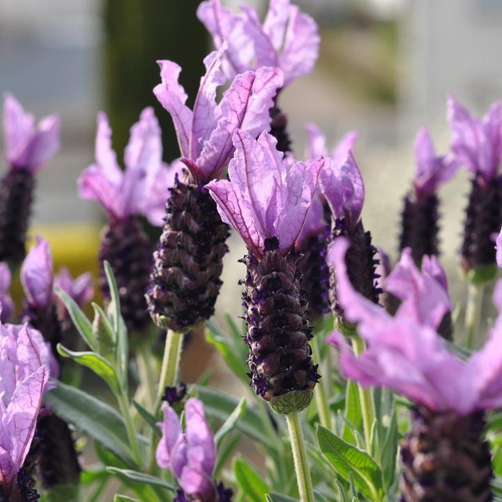 Immagine prodotto Plant in a Box Lavandula stoechas 'Anouk' - Lavendelbaum (25 cm)