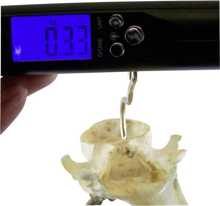 Produktbild Berger & Schröter Handwaage digital 50 kg mit LED Taschenlampe
