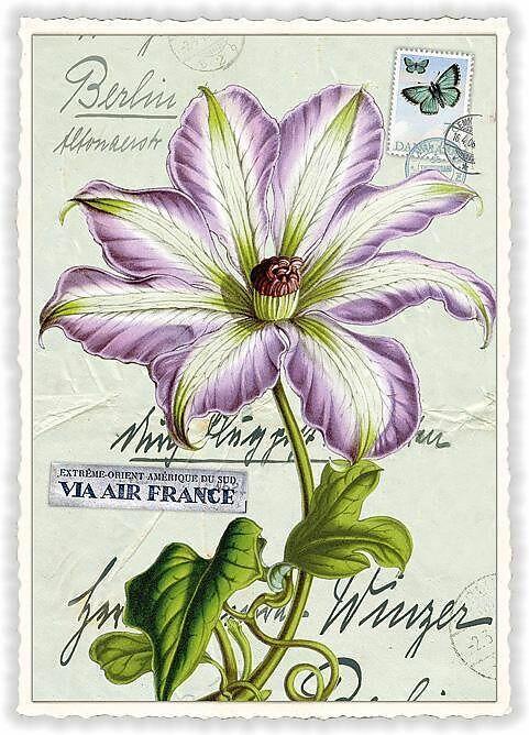 Produktbild Edition Tausendschön Postkarte / Blume / blanko
