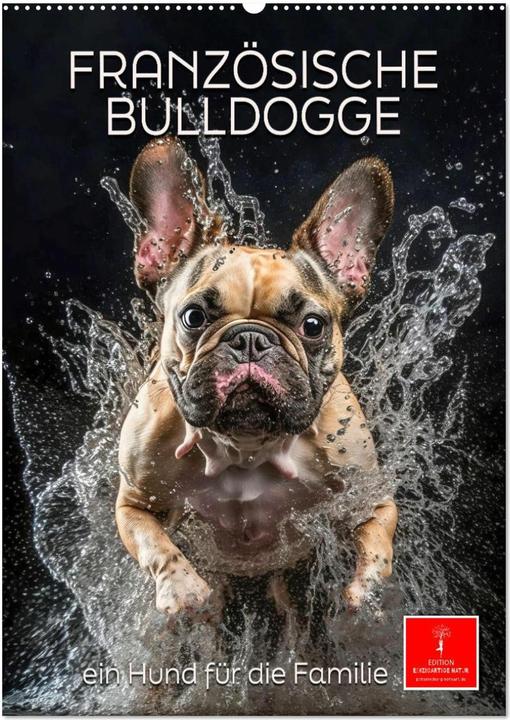 Produktbild Franzsische Bulldogge - ein Hund fr die Familie (Wandkalender 2025 DIN A2 hoch), Monat (A2, Deutsch)