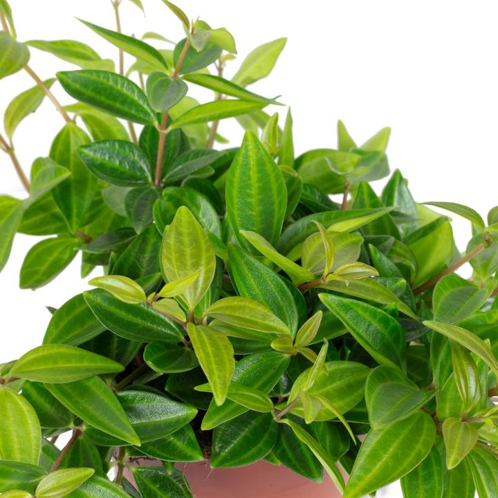 Image du produit Flowerbox Zwergpfeffer Smit- Peperomia (12 cm)