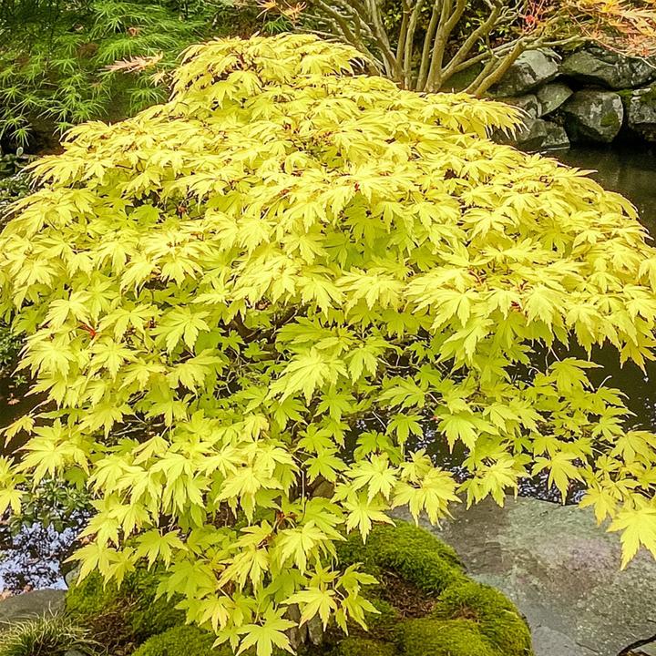 Actual product image Plant in a Box Acer palmatum 'Cascade Gold' - Japanese maple (80 cm)