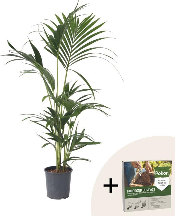 Produktbild Plant in a Box Howea forsteriana - Kentia Palme (90 cm)