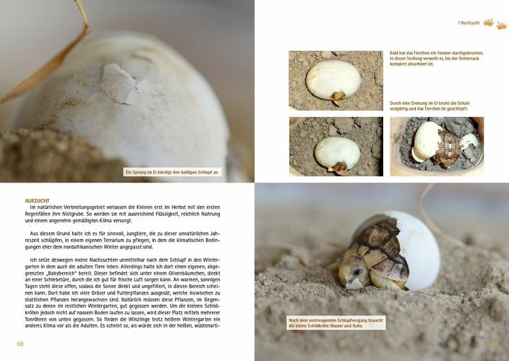 Produktbild Testudo kleinmanni (Deutsch, Christine Dworschak, 2018)