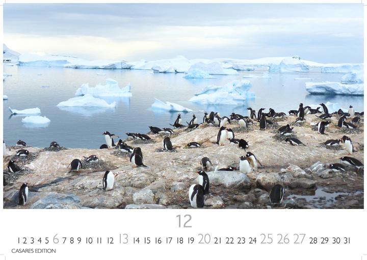 Actual product image Pinguine 2026 S 24x35cm (24 x 35 cm, German)