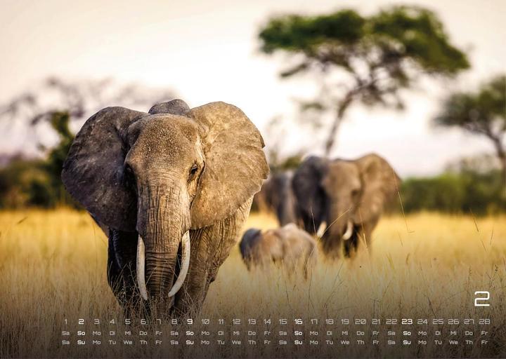 Produktbild Elefanten - einzigartige Giganten - 2025 - Kalender DIN A3 (A3, Harter Einband, Deutsch)