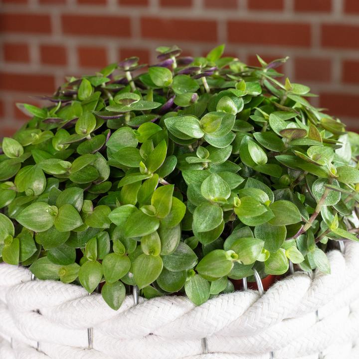Produktbild Flowerbox Kriechendes Schönpolster - Callisia Turtle "Smit Eden Elegance" (15 cm)