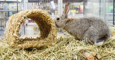Actual product image Happy Pet Grassy Tunnel