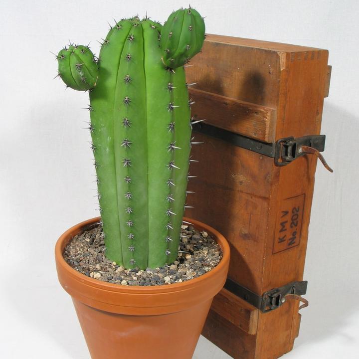 Image du produit Kakteen Gautschi Polaskia chichipe (55 cm)