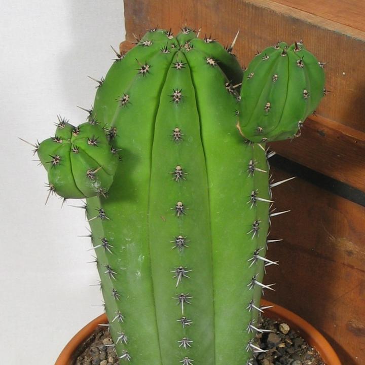 Image du produit Kakteen Gautschi Polaskia chichipe (55 cm)