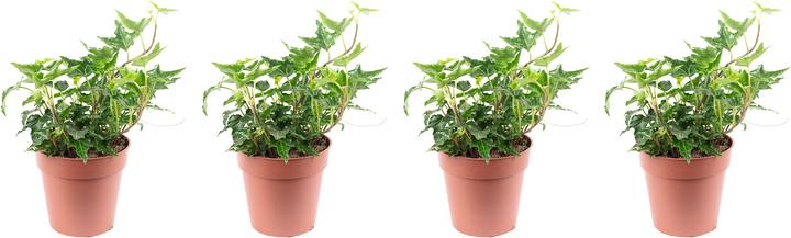 Actual product image Flowerbox Set of 4 common ivy - Hedera helix (15 cm)