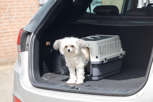 Actual product image Karlie Transport box Nomad Top Loader (Cat, Dog, Lockable)