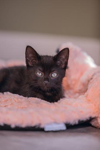 Immagine prodotto Beeztees Gattino gatto cuscino fenicottero Giba (Gatto)