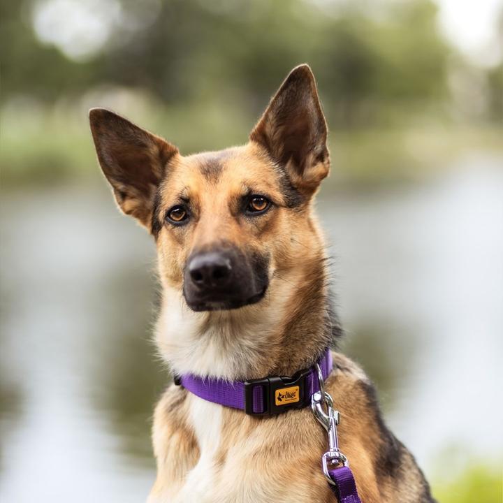 Immagine prodotto Red Dingo DINGO Energy viola - Collare per cani - 31-49 cm (Cane, Generale)