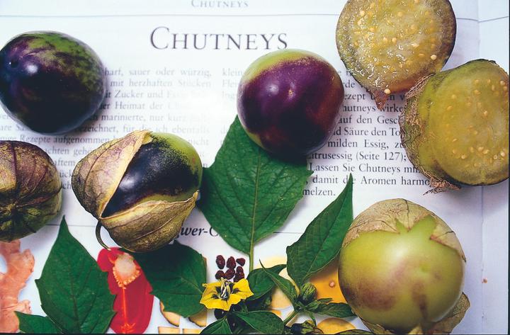 Produktbild Zollinger Bio Tomatillo, Bergaubergine (Keimlinge)
