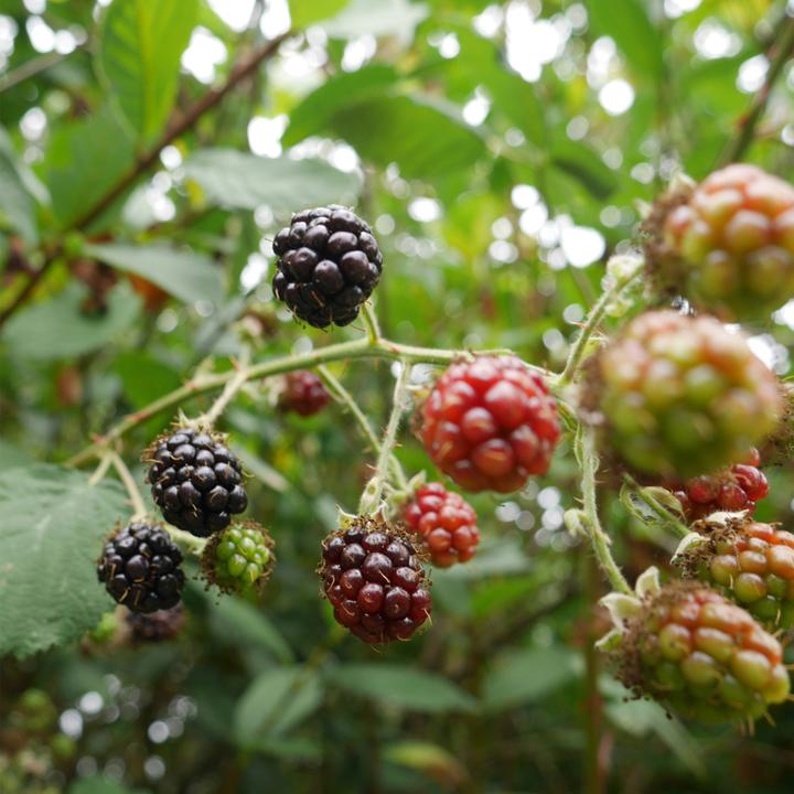 Actual product image Plant in a Box Rubus fruticosus Thornfree - set of 2 blackberry plants (50 cm)