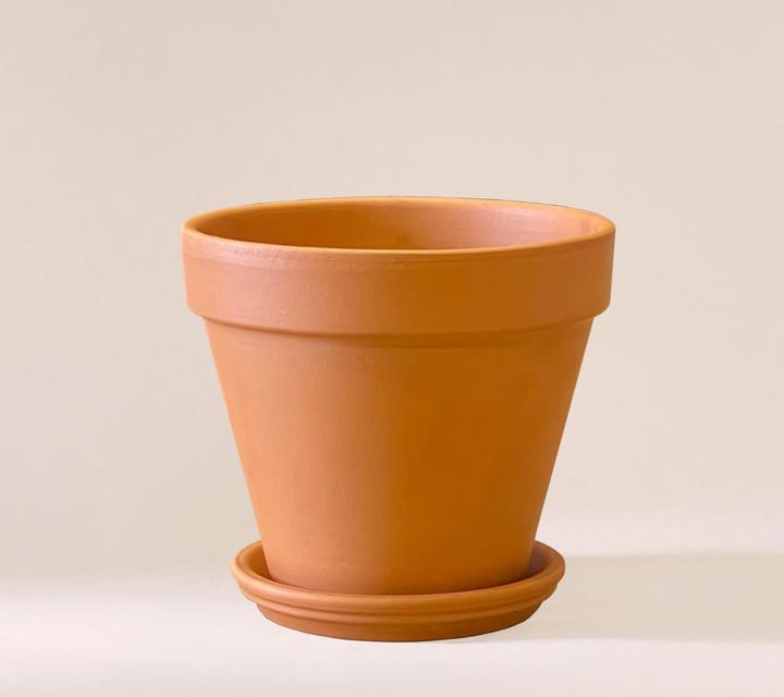 Immagine prodotto Mary and Plants Edera Pinnatum Aureum con vaso in terracotta (50 cm)