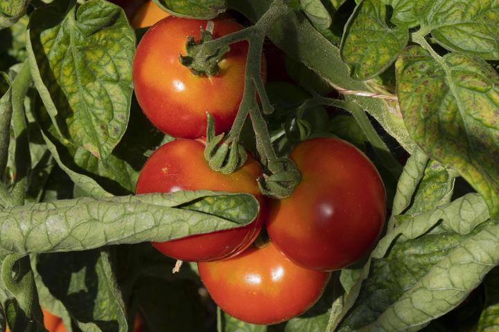 Actual product image Zollinger Bio Tomato, Siberian Early (Seedlings)