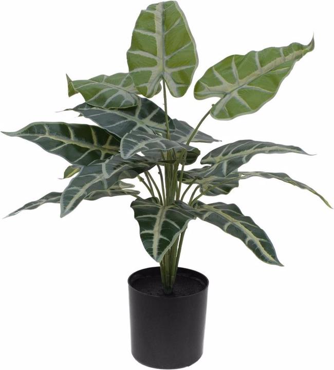 Immagine prodotto Europalms Caladium (38 cm)