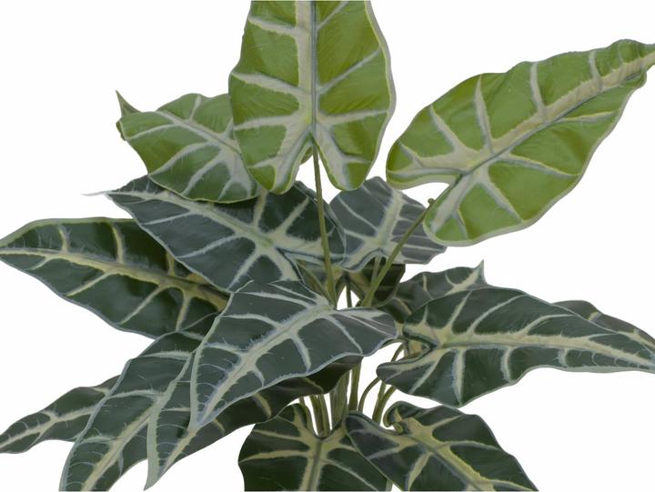 Immagine prodotto Europalms Caladium (38 cm)