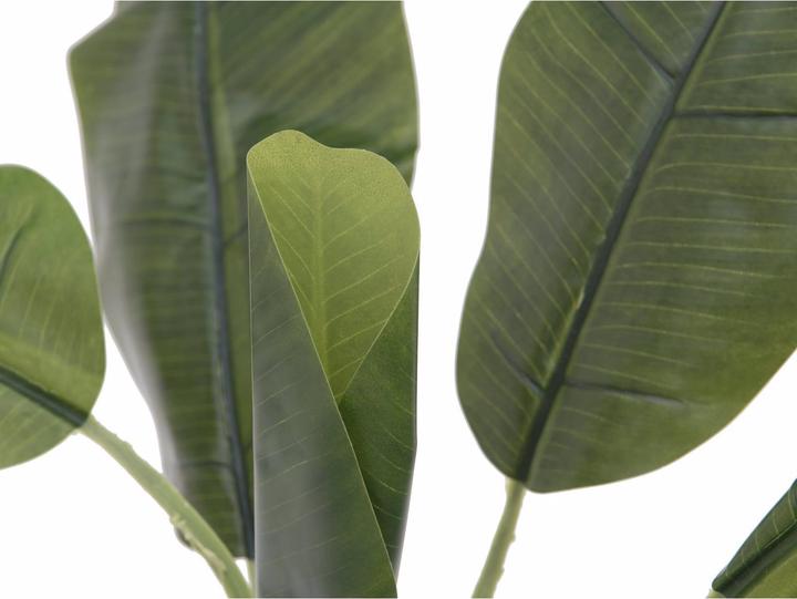 Produktbild Europalms Bananenbaum (100 cm)