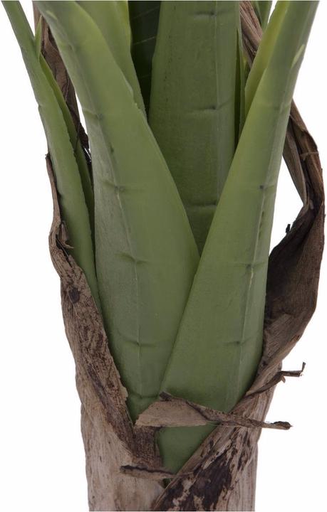 Produktbild Europalms Bananenbaum (100 cm)