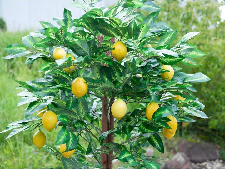 Produktbild Europalms Zitronenbaum, Kunstpflanze, 180cm (180 cm)