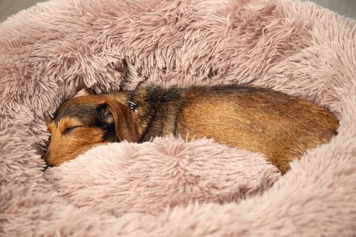 Actual product image Beeztees Yali (Dog)