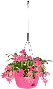 Produktbild EDA Plastiques Blumenampel Toscane