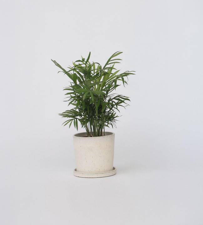 Produktbild Plant in a Box Chamaedorea elegans - Bergpalme (30 cm)