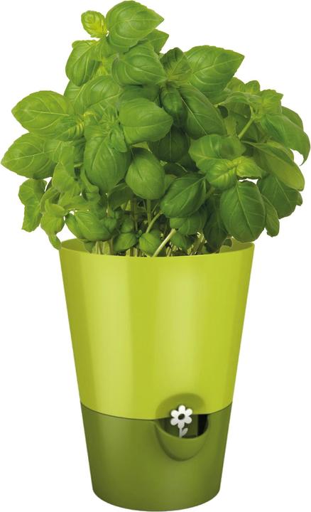 Actual product image Emsa Fresh Herbs (13 cm)