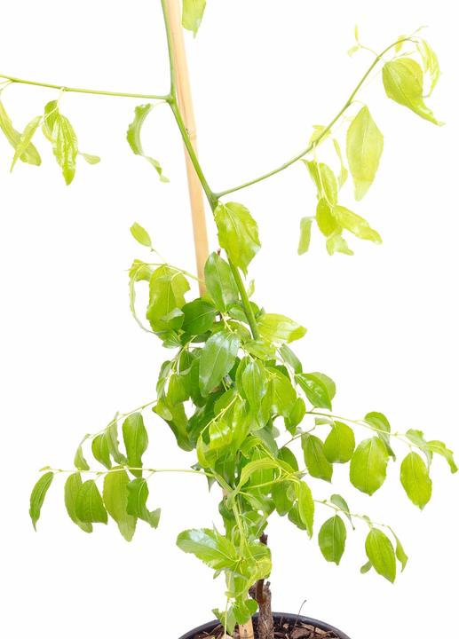 Produktbild Häberli Chinesische Dattel - Ziziphus Jujuba "Dongzao"