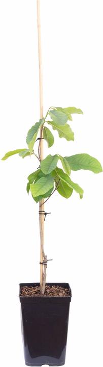 Produktbild Häberli Indianerbanane - Asimina Triloba "Sunflower"