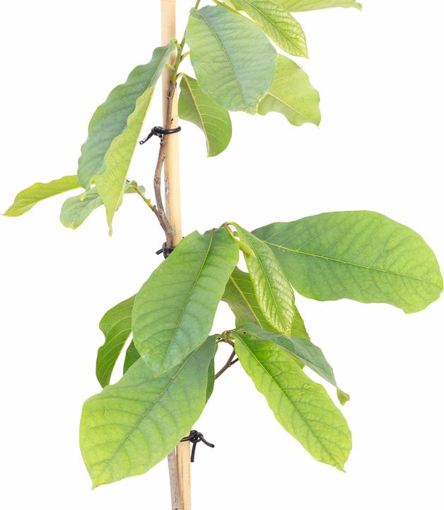 Produktbild Häberli Indianerbanane - Asimina Triloba "Sunflower"