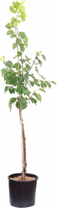 Produktbild Häberli Aprikose - Prunus Armeniaca "Ungarische Beste"