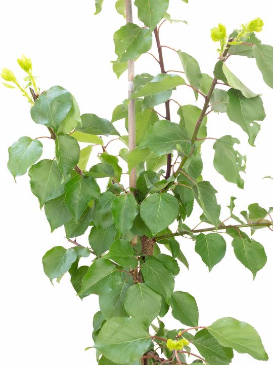 Produktbild Häberli Aprikose - Prunus Armeniaca "Ungarische Beste"