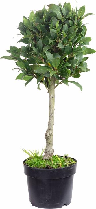 Produktbild Flowerbox Echter Lorbeer - Laurus nobilis