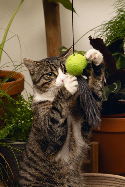 Immagine prodotto Beeztees Meno una canna da pesca per gatti (Catmint giocattolo)