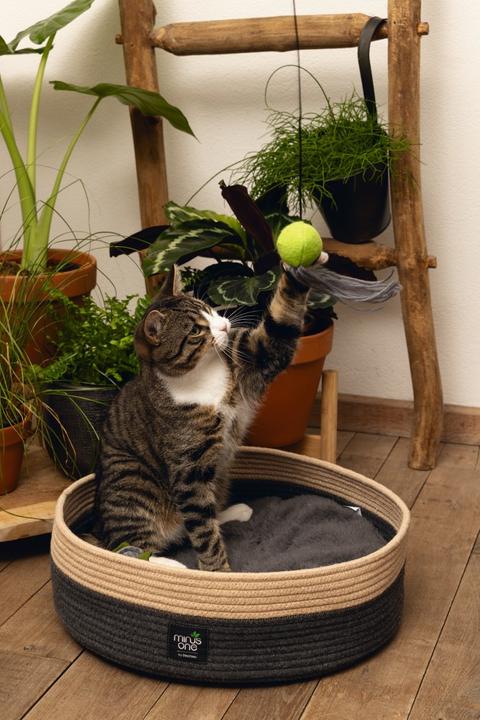 Immagine prodotto Beeztees Meno una canna da pesca per gatti (Catmint giocattolo)