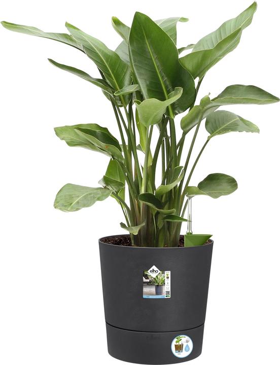 Image du produit Elho Blumenschale (43 cm)