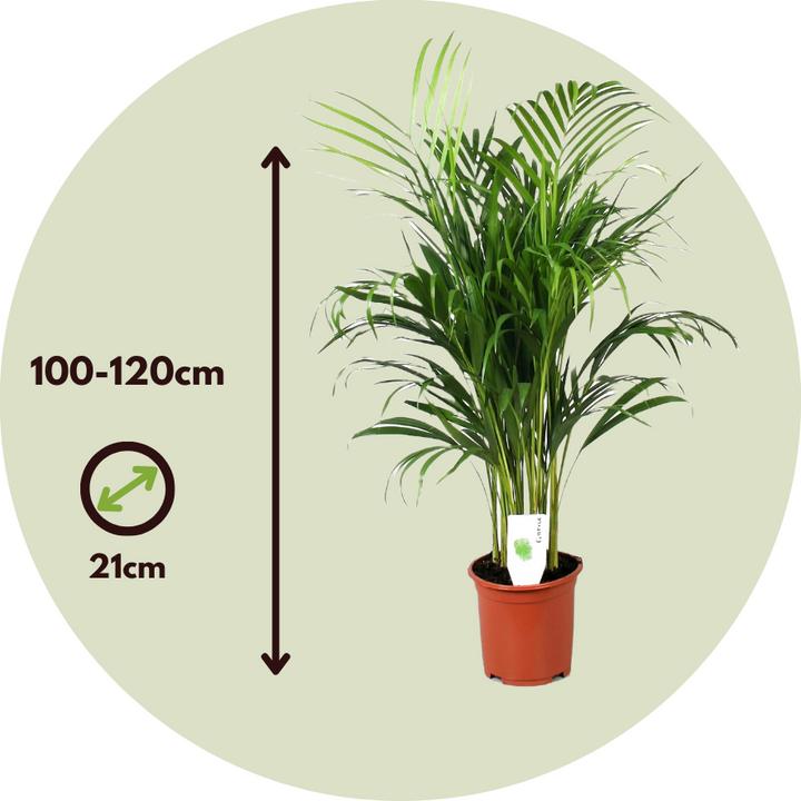 Actual product image Plant in a Box Dypsis Lutescens - Areca Gold Fruit Palm (100 cm)