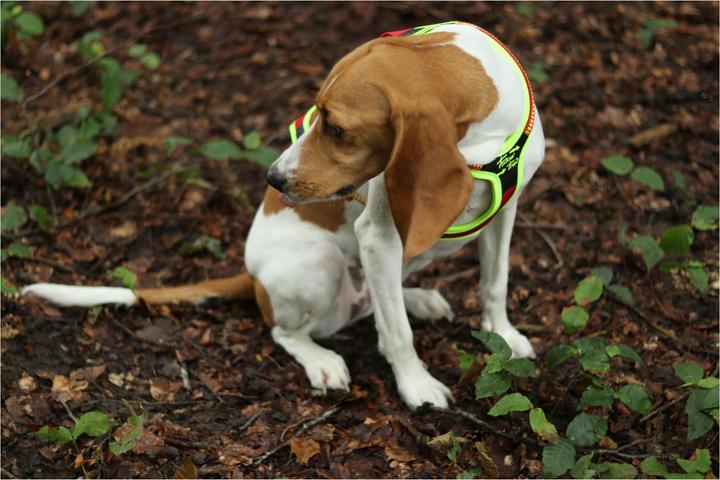Immagine prodotto Niggeloh Pettorina per cani Segui il sentiero (M, Cane, Sport cane)