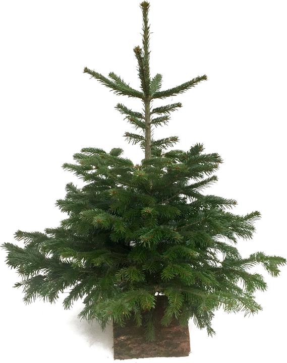 Immagine prodotto Fresca-Plant Abete Nordmann (170 cm)