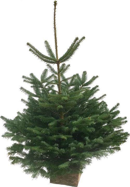 Produktbild Fresca-Plant Nordmanntanne (150 cm)