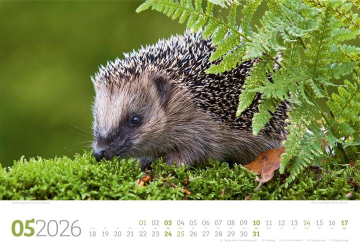 Image du produit Tierwelt Wald Kalender 2026 (45 x 33 cm, Couverture rigide, Allemand)
