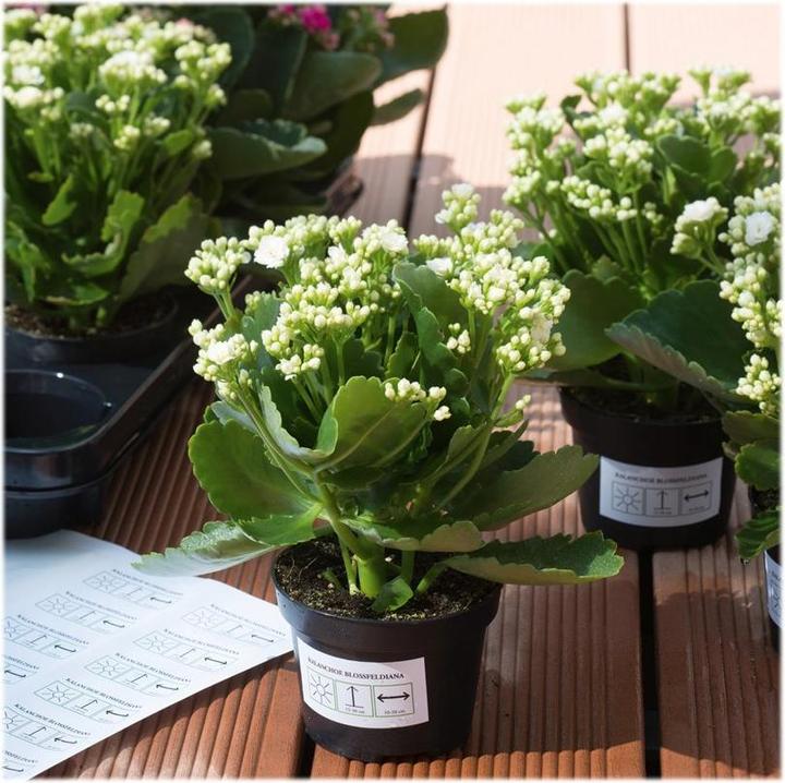 Actual product image HERMA Weatherproof labels A4 removable