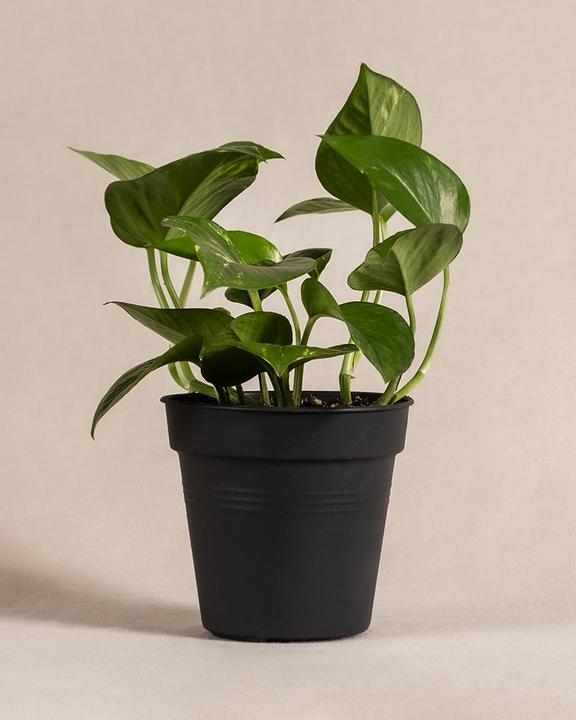 feey Efeutute (25 cm, Frisch umgetopft)